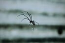 Λευκάδα: Στο νοσοκομείο 35χρονος από τσίμπημα της αράχνης «Μαύρη Χήρα»