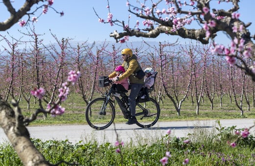 Βόλτα με ποδήλατο στις ανθισμένες ροδακινιές στον κάμπο της Βέροιας