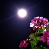 Απόψε στον αττικό ουρανό η «Ροζ Πανσέληνος»