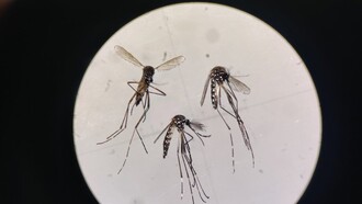 Ανοιξιάτικη επέλαση κουνουπιών που μπορούν να μεταδώσουν τον δάγκειο πυρετό