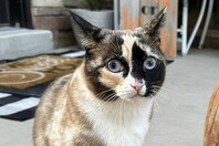 Ταχυδρόμησαν κατά λάθος τη γάτα τους με την Amazon στη Γιούτα και τη βρήκαν στην Καλιφόρνια