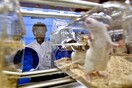 ΗΠΑ: Βάρβαρη μεταχείριση ζώων στα εργαστήρια των Εθνικών Ινστιτούτων Υγείας