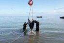 Απελευθερώθηκαν και οι τελευταίες όρκες από την «φυλακή των κητών» - Παραμένουν αιχμάλωτες 75 φάλαινες μπελούγκα