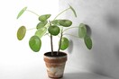 Πώς κόλλησα με την εξωγήινη Pilea Peperomioides - το πιο δημοφιλές φυτό στο instagram
