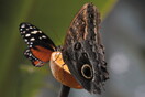 Μειώνονται οι πληθυσμοί εντόμων - «Σπάνιες» πλέον οι πεταλούδες