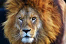 Νότια Αφρική: Η κυβέρνηση θα απαγορεύσει την εκτροφή λιονταριών σε αιχμαλωσία, δεν αλλάζει τους κανόνες για το κυνήγι μεγάλων θηραμάτων 