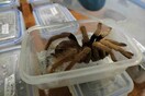 Colombia seizes hundreds of tarantulas and insects bound for Germany