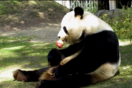 Animals in Madrid Zoo chew on popsicles for heatwave relief
