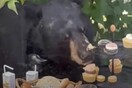 Αρκούδα «εισέβαλε» στο πάρτι 2χρονου και έφαγε τα κεκάκια