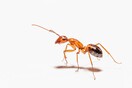 Πόσα μυρμήγκια υπάρχουν στη Γη; Έξι επιστήμονες τα μέτρησαν!