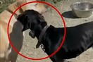 Κρήτη: Κακουργηματική δίωξη στον 67χρονο που προκάλεσε ηλεκτροσόκ στον σκύλο του