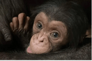 Μωρό χιμπαντζής σε ζωολογικό κήπο βρέθηκε νεκρό στην αγκαλιά της μητέρας του