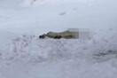 Φρίκη στο Βόλο: Αποκεφάλισαν σκύλο και τον άφησαν στα χιόνια
