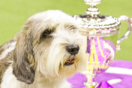 «Buddy Holly»: Το σκυλί που έσπασε ρεκόρ 147 ετών στο Westminster Dog Show