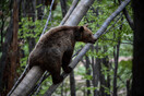 Λαθροκυνηγός σκότωσε μικρή αρκούδα- Είχε δύο τραύματα από όπλο