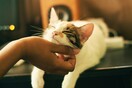 «Πάρε γάτα»: Το ασυνήθιστο σημείωμα γιατρού στην ασθενή του