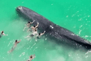 Πέθανε η φάλαινα που είχε βγει σε ακτή της Αυστραλίας 
