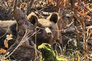 Eπιχείρηση διάσωσης αρκούδας που παγιδεύτηκε σε θηλιά για αγριογούρουνα 