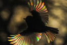 Καταλάθος απαθανάτισε σπάνιες φωτογραφίες πουλιών με φτερά σαν ουράνιο τόξο