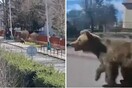 Σλοβακία: Σε κατάσταση έκτακτης ανάγκης ολόκληρη πόλη μετά από επίθεση αρκούδας 