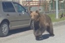 Σκοτώθηκε η αρκούδα που σκόρπισε τον πανικό σε πόλη της Σλοβακίας