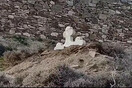 Εκκλησία Αντώνη Ρέμου: Δείτε πως ήταν η εκκλησία στη Μύκονο που «εξαφανίστηκε»