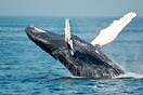 Οι επιστήμονες προσπαθούν να μάθουν την γλώσσα των φαλαινών