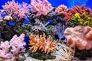 Τα κοράλλια πεθαίνουν από την υπερθέρμανση των ωκεανών- Συναγερμός από τους επιστήμονες