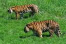 Οι «καταραμένες» χήρες του Μπαγκλαντές: Οι τίγρεις κατασπαράζουν τους άντρες τους - Οι τοπικές κοινωνίες τις εξοστρακίζουν
