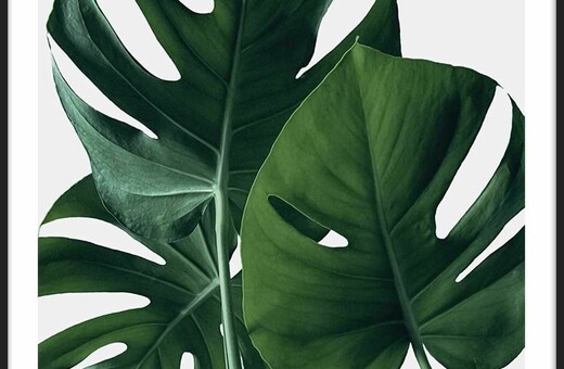 6 λόγοι που το φυτό σας μαραίνεται και πώς να το σώσετε