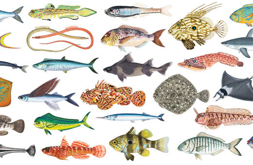 Όλα τα ψάρια των ελληνικών θαλασσών σε ένα μοναδικό βιβλίο