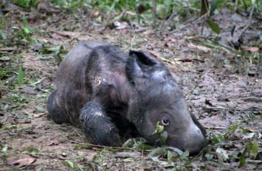 Ινδονησία: Γεννήθηκε σπάνιος ρινόκερος της Σουμάτρας - Γένους θηλυκού