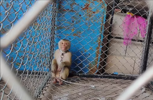 Στην Ταϊλάνδη εκπαιδεύουν πίθηκους μακάκους για να μαζεύουν καρύδες από τους κοκοφοίνικες