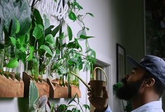 Ο Hilton Carter είναι επαγγελματίας «στυλίστας» φυτών