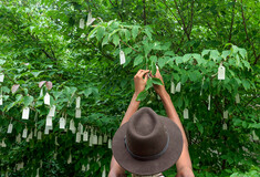 Το διάσημο Wish Tree της Γιόκο Όνο, στον καιρό της πανδημίας