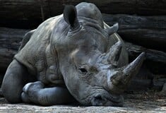 Ρινόκερος σκότωσε φύλακα ζωολογικού κήπου στην Αυστρία