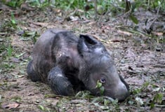 Ινδονησία: Γεννήθηκε σπάνιος ρινόκερος της Σουμάτρας - Γένους θηλυκού