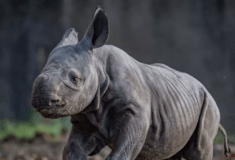Η στιγμή της γέννησης σπάνιου μαύρου ρινόκερου 