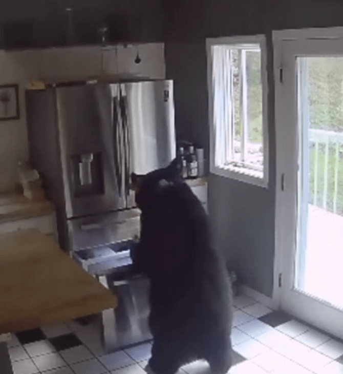 Αρκούδα μπήκε σε σπίτι, άνοιξε την κατάψυξη και πήρε λαζάνια