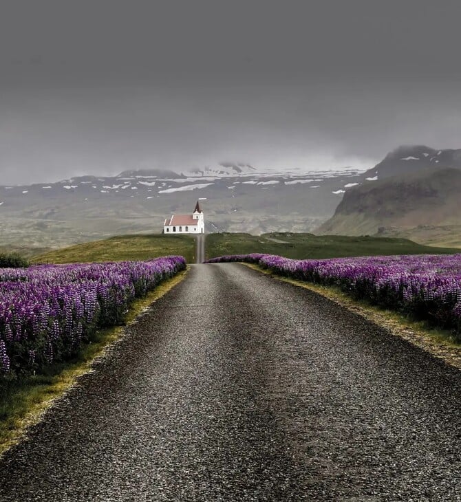 Με το λούπινο από τις μοβ ισλανδικές πεδιάδες μέχρι τα χωράφια της Μεσσηνίας 