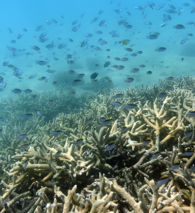 «Σαν υποβρύχιες πυρκαγιές»: Ο Μεγάλος Κοραλλιογενής Ύφαλος πέρασε το πιο θερμό καλοκαίρι στην ιστορία του