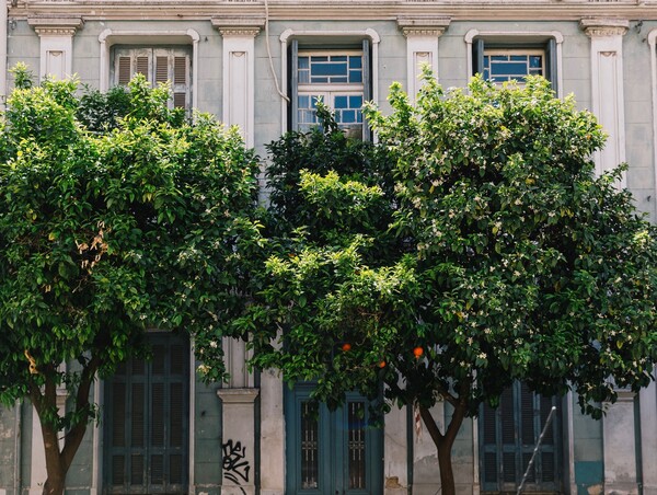 Νεραντζιές: Πώς ένα δέντρο έγινε η «μασκότ» της Αθήνας και κινδύνευσε από τις αποφάσεις ενός δημάρχου