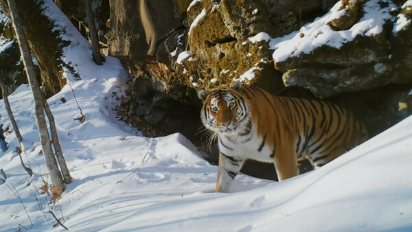 Τίγρη της Σιβηρίας vs πολική αρκούδα: Το «Frozen Planet II» μάγεψε ακόμα και τον Ντέιβιντ Ατένμπορο