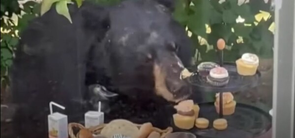 Αρκούδα «εισέβαλε» στο πάρτι 2χρονου και έφαγε τα κεκάκια