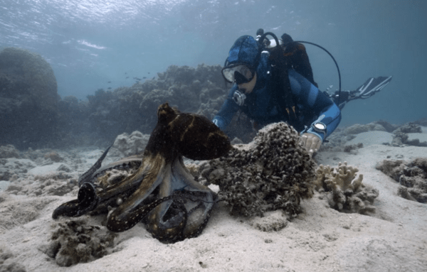 Η στιγμή που μια θαλάσσια βιολόγος επικοινωνεί με ένα χταπόδι στα βάθη του ωκεανού