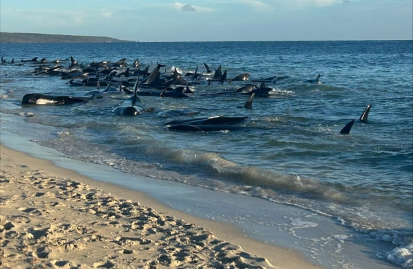 Μάχη για τη διάσωση 150 φαλαινών που εξώκειλαν στην Αυστραλία