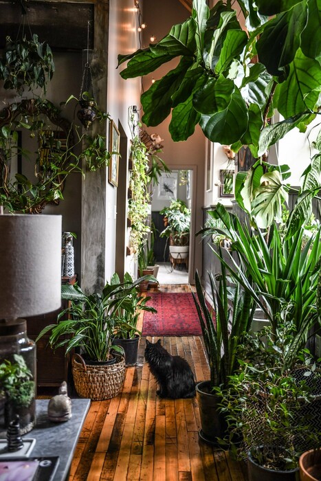 Μέσα σε ένα διαμέρισμα-ζούγκλα με 200 φυτά