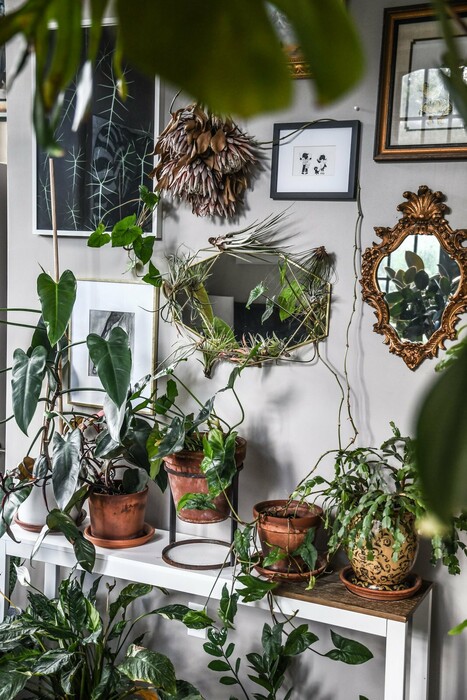 Μέσα σε ένα διαμέρισμα-ζούγκλα με 200 φυτά