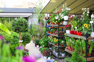 Green Art: Ένα μπουτίκ φυτοπωλείο που ανθίζει στο Περιστέρι