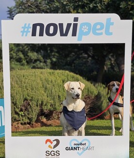 World Stray Animals Day: Η Novibet «γίνεται» #NoviPet για καλό σκοπό 